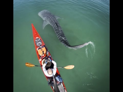 Paddling in a Living Sea