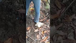Lebih berb4hay4 mana ikan ini apa ikan sapu sapu yang viral #wandinp #wandisp