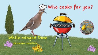 Who Cooks for You   white winged dove