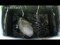 1 egg is now 2 eggs - 24th April