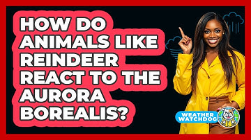 How Do Animals Like Reindeer React To The Aurora Borealis? - Weather Watchdog