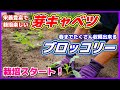 ブロッコリー＆芽キャベツ定植して栽培スタート！芽キャベツは日当たりが一番大事だよ。定植適期／購入苗から／家庭菜園／貸し農園／メキャベツ植え付け／ハイツＳＰ／早生子持／野菜作り