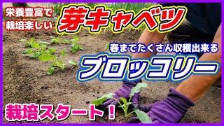 ブロッコリー＆芽キャベツ定植して栽培スタート！芽キャベツは日当たりが一番大事だよ。定植適期／購入苗から／家庭菜園／貸し農園／メキャベツ植え付け／ハイツＳＰ／早生子持／野菜作り