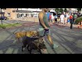 Walking with 4 Bully Pitbulls in public for the first time