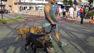 Walking with 4 Bully Pitbulls in public for the first time