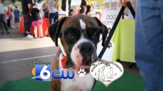 DOG DAYS OF SUMMER ADOPTION EVENT
