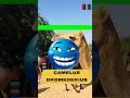 5 #animals #scientific #name #education #shorts #shortsfeed #shortvideo #viralshorts