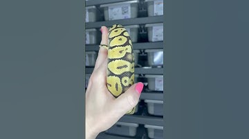 1.0 Super Pastel het VPI Axanthic poss het Puzzle #ballpythonbreeder #ballpython #ballpythonmorphs