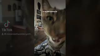 It’s the little honk for me! #viral #catvideos #fypシ゚viral #cat #catshorts #catlovers #catsofyoutube