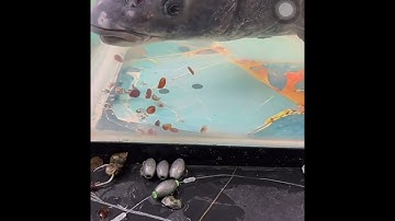 Quá trình Cá Trắm đen  ăn ốc sau đó nhả lưỡi câu như thế nào?