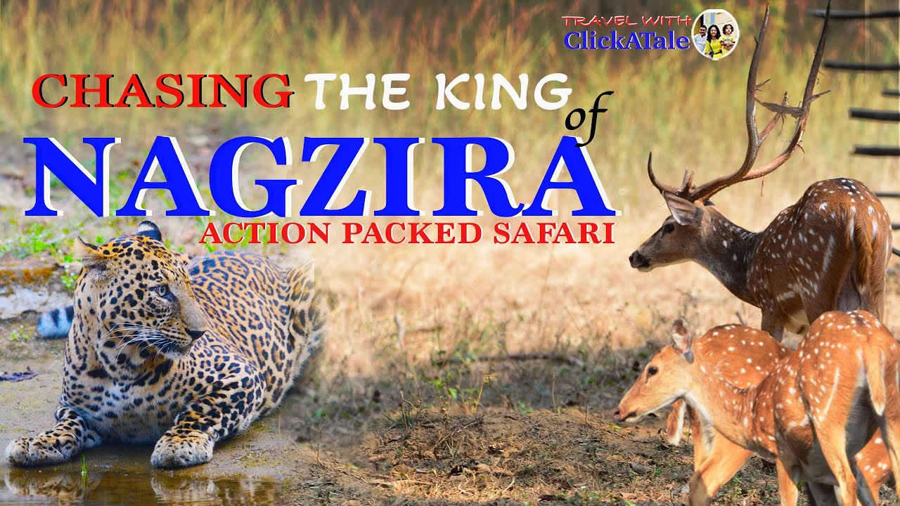 Face to Face with BATMAN Leopard 😱 | Morning Safari at Nagzira Tiger Reserve | Thrilling Tiger Chase