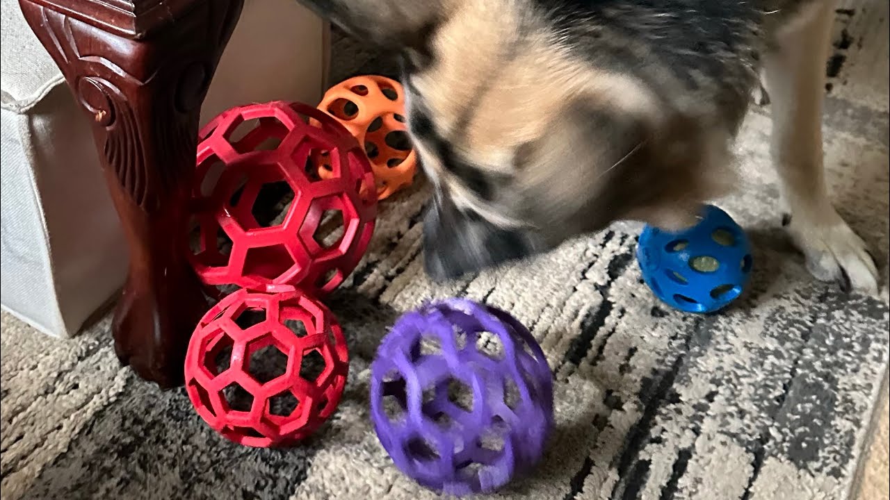 German shepherd is so special 