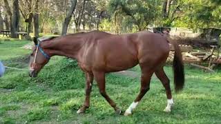 Holly Woman (ARG)