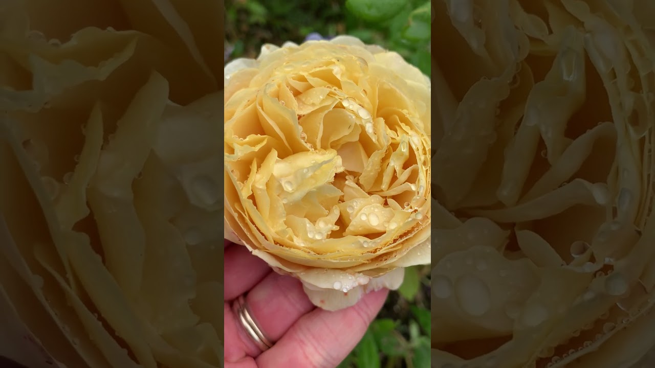 Charles Darwin Maiden Bloom