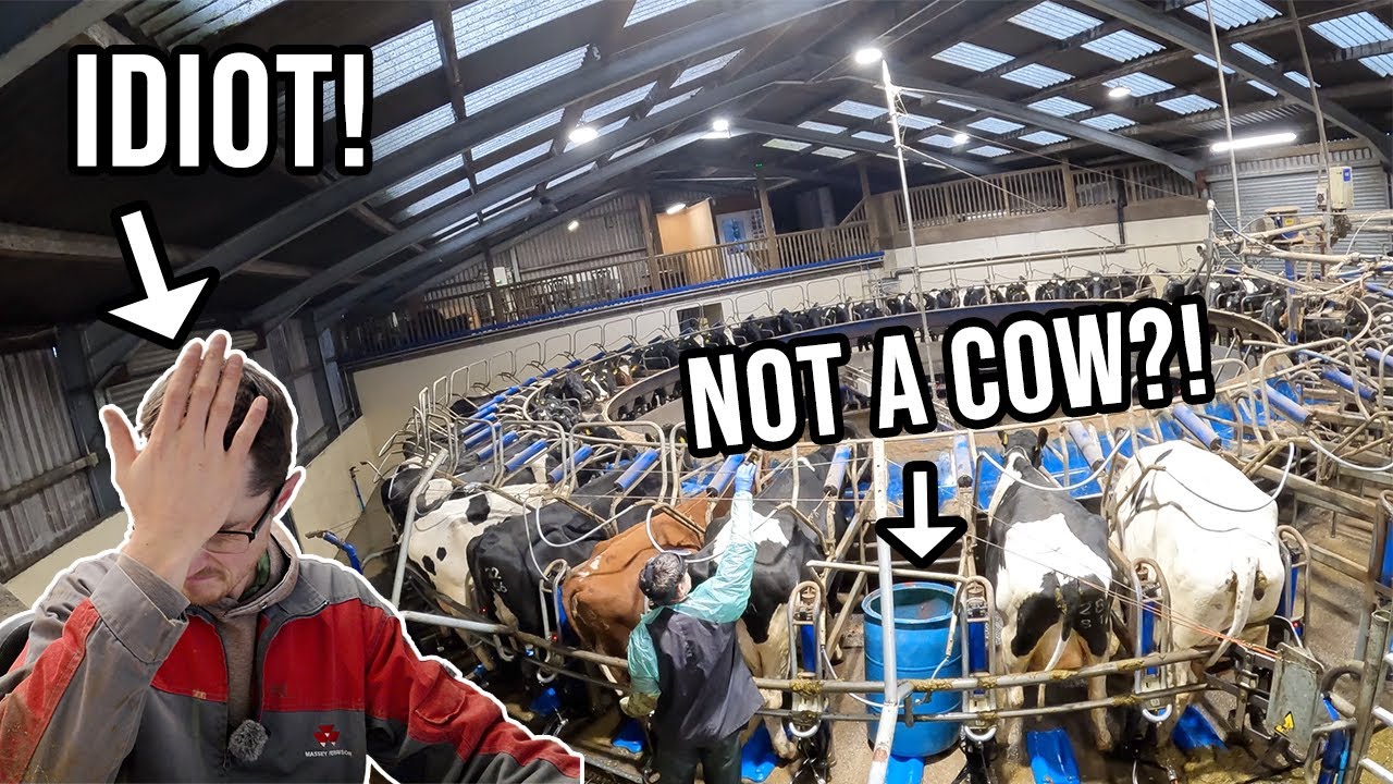 Все на борт Ротари! | Кто выпустил коров на улицу?!