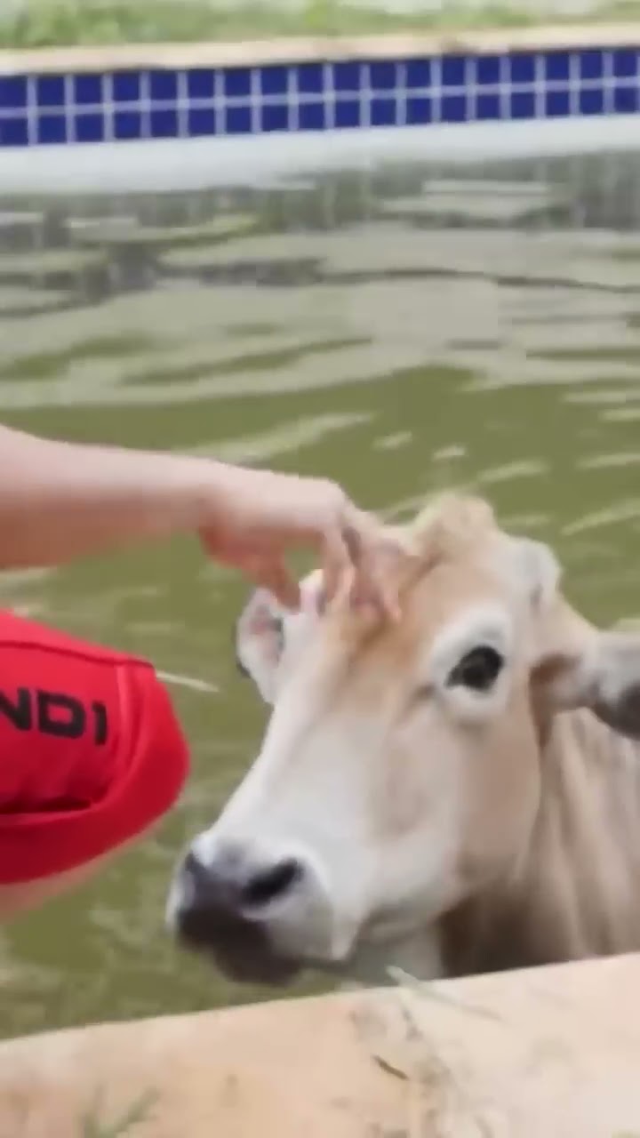 Uma Vaca caiu na piscina do Você Sabia! Veja como tiramos ela …