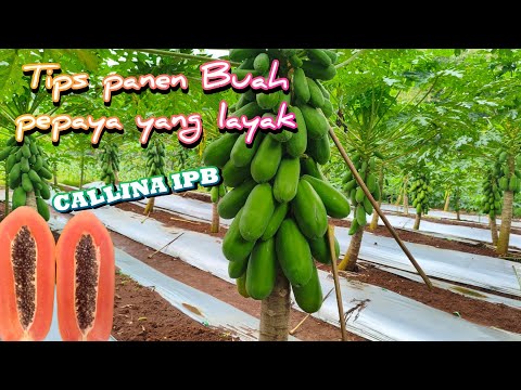 Cara Petik Pepaya