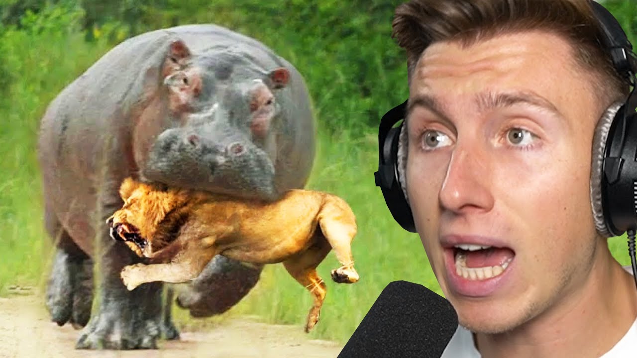 Tiere, die den FALSCHEN GEGNER ausgesucht haben