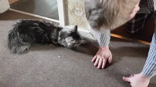 Luna maine coon kitten is in Heat