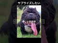 【感謝サプライズが成功】したので公開します🙏　亡くなった愛犬のワイヤーアートをお届けするお話/きりぬき
