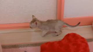 シンガプーラ　子猫兄弟　生後４８日