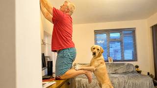 Try Not to Laugh! 😂 When Dogs Get Silly with Their Humans 🐶