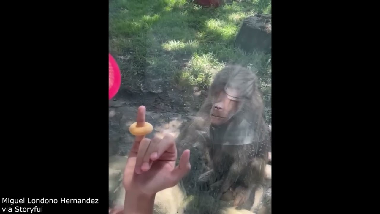 Angry Chipmunk & Monkey's Magic: Viral Animal Reactions! 