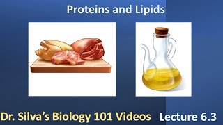 Lecture 6.3 – Proteins and Lipids – Biol 101