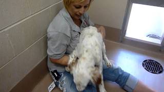 English Setter in shelter