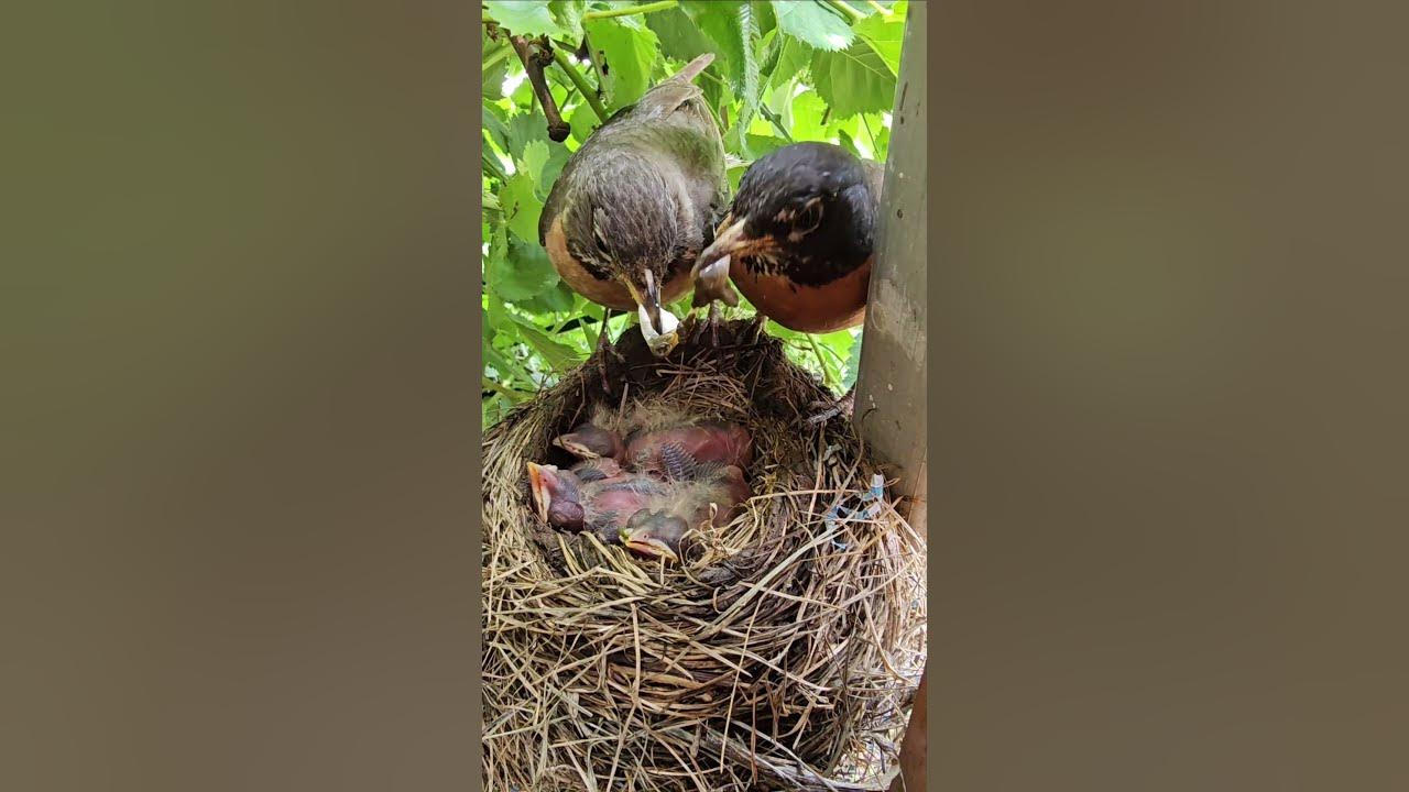 American Robin Parents Eating Babies Poop 🪺🐣 YouTube
