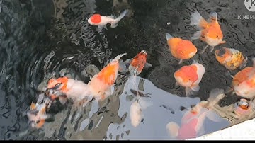 Hệ thống lọc tự động hồ ranchu hiệu quả