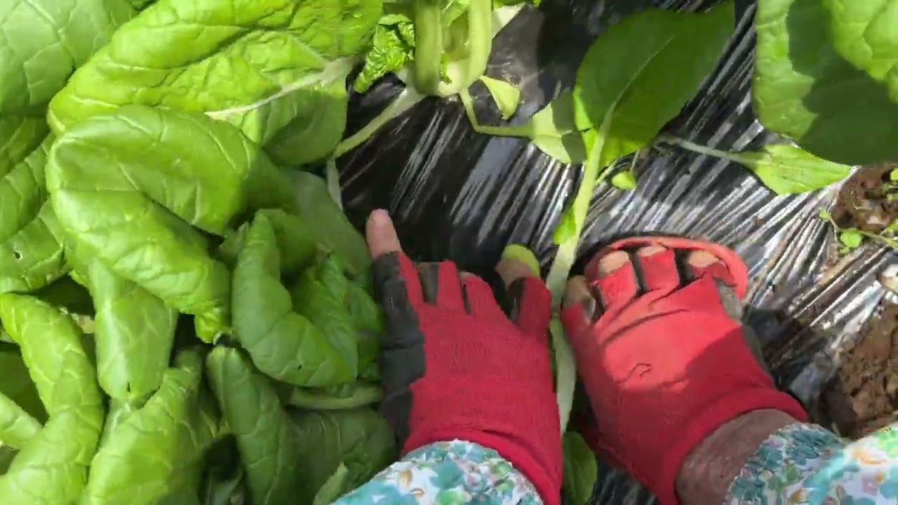 How to grow organic vegetable sets × Leafy greens are important