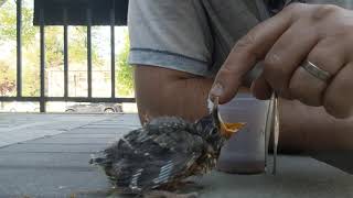 Hand feeding wild baby Robin with worms