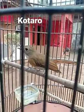 sikatan londo kw 😁