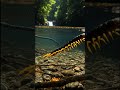 Giant Centipede Swims Like a Pro!