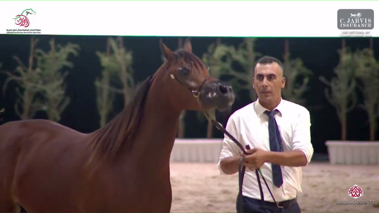 N 84 SALAYEL AL BUSTAN   UAE National A H  Championships 2024   Mares 4 6 Years Old   Section B Clas