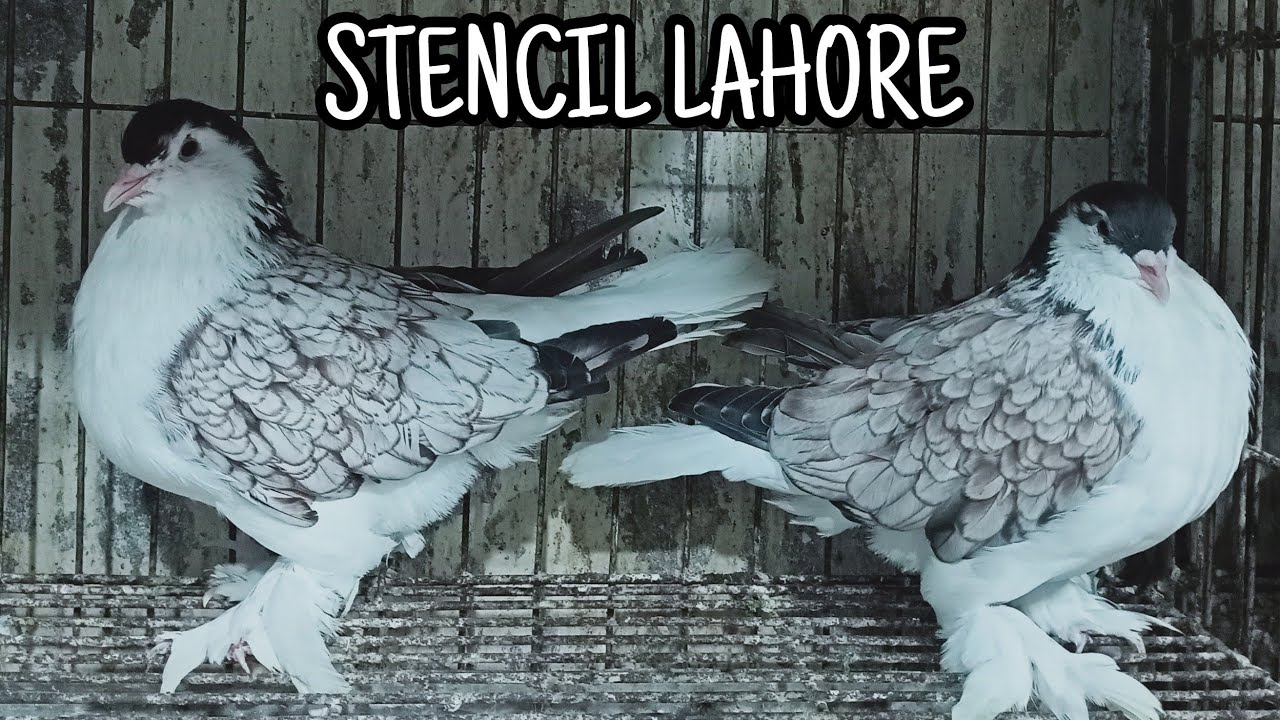 " Best Beautiful Stencil Lahore master pair " YouTube