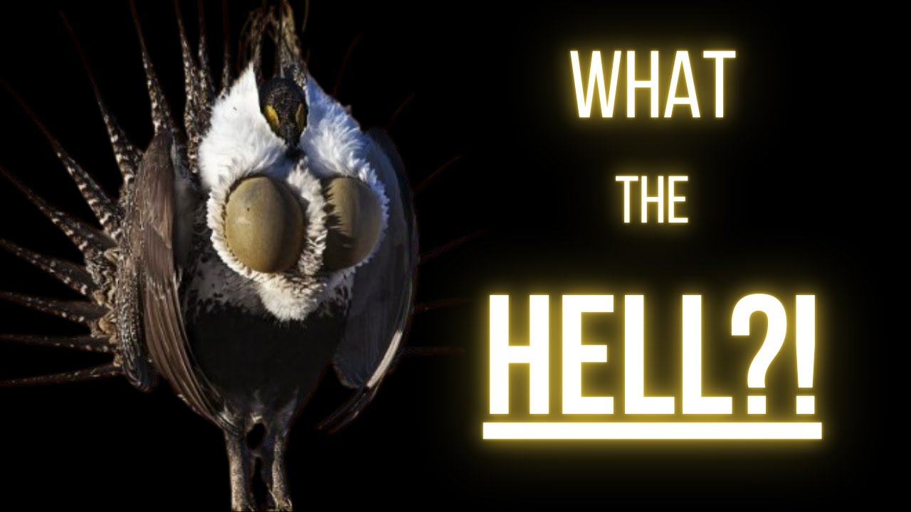 This Bird POLE DANCES - An Exploration of Courtship in the Bird World