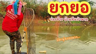 ยกยอ ร่องช้าง ดอกคำใต้ ►Fishing lifestyle Ep.732