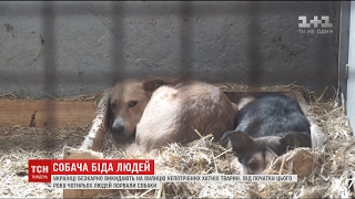 Мікрочіпи, походи в кіно та клінічні карти: як за кордоном вирішили проблеми безпритульних тварин Мікрочіпи, походи в кіно та клінічні карти: як за кордоном вирішили проблеми безпритульних тварин