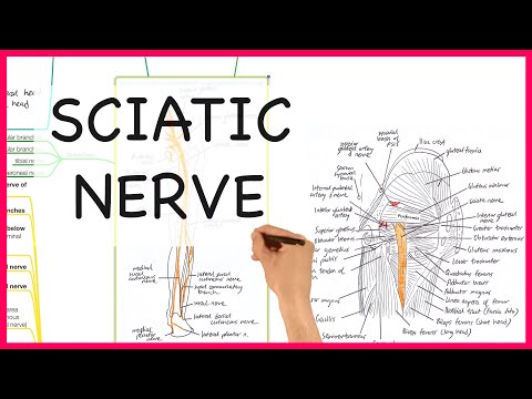 SCIATIC NERVE ANATOMY-