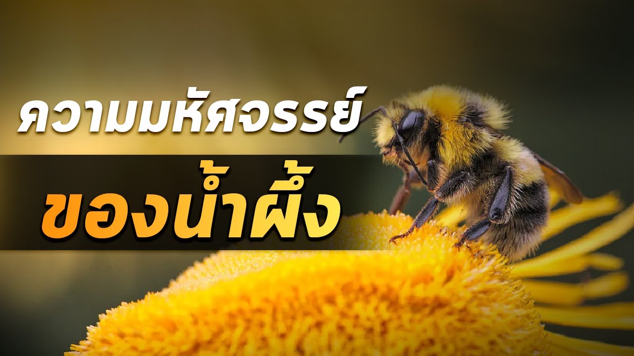 ความมหัศจรรย์ของน้ำผึ้ง