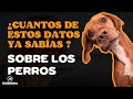 50 CURIOSIDADES SOBRE LOS PERROS