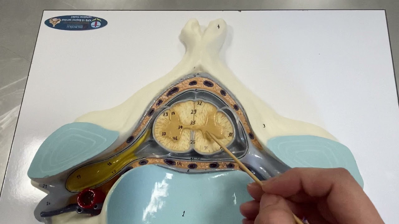 Medulla spinalis ve inen çıkan yollar