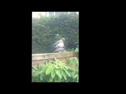 480px x 360px - Pigeon porn in Darwen ! (Mateing)