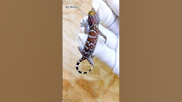 Bị tắc kè hoa cắn - Tắc kè hoa dễ thương nhưng rất hung dữ - xem tí cho vui