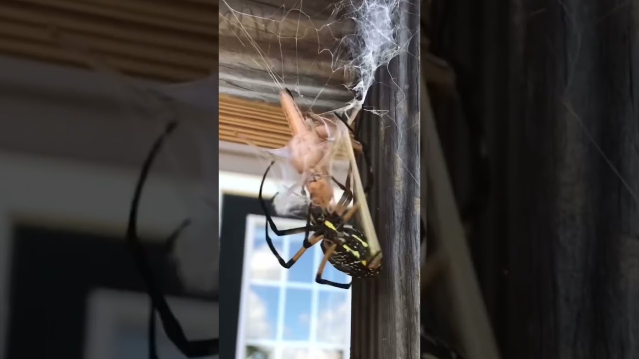 Who else hates spiders ? 🕷️