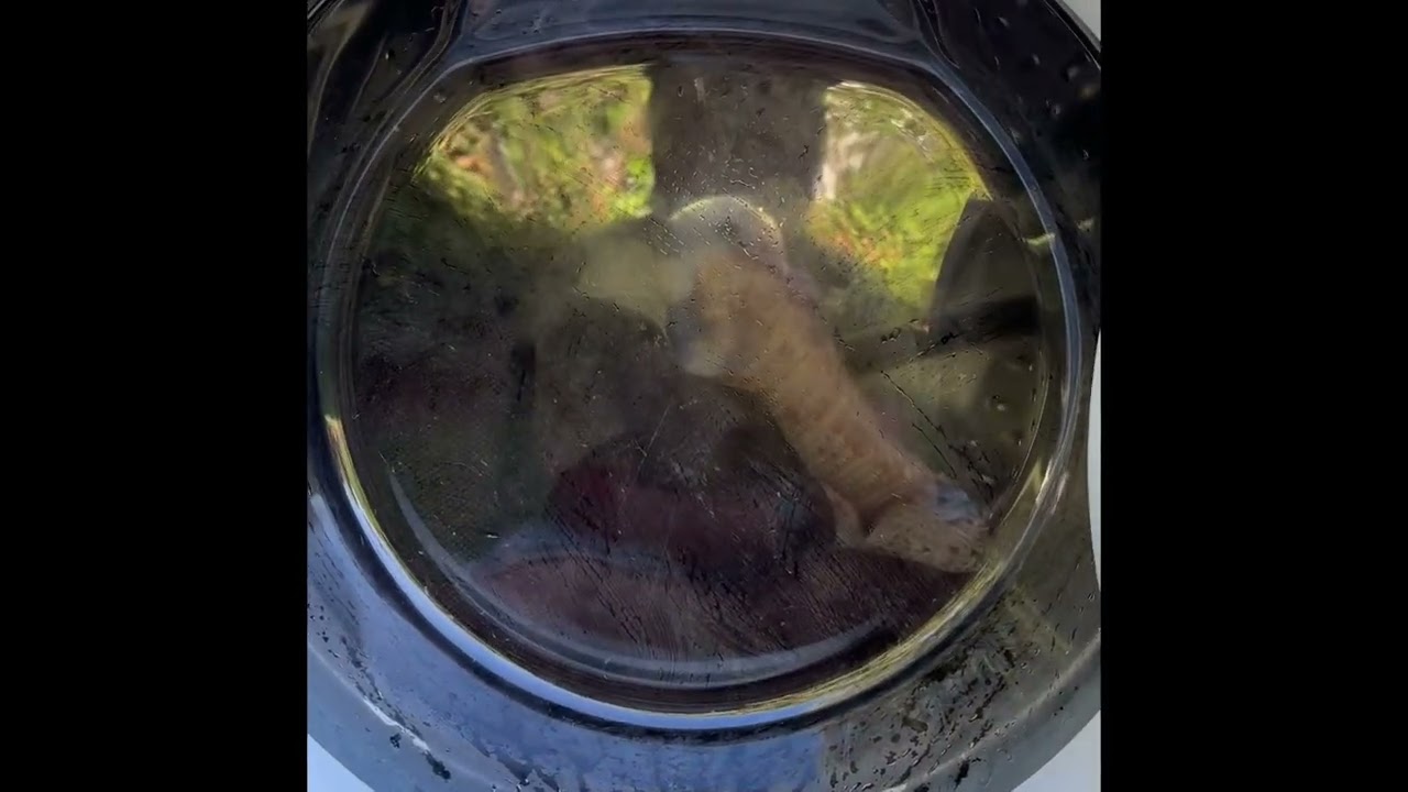 Whirlpool WFS1273AW couch covers