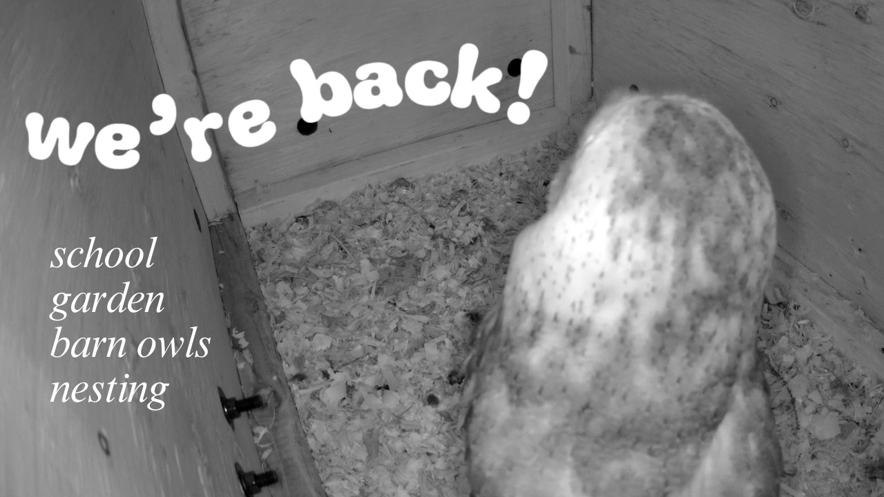 Barn owl pair collects food for nesting!