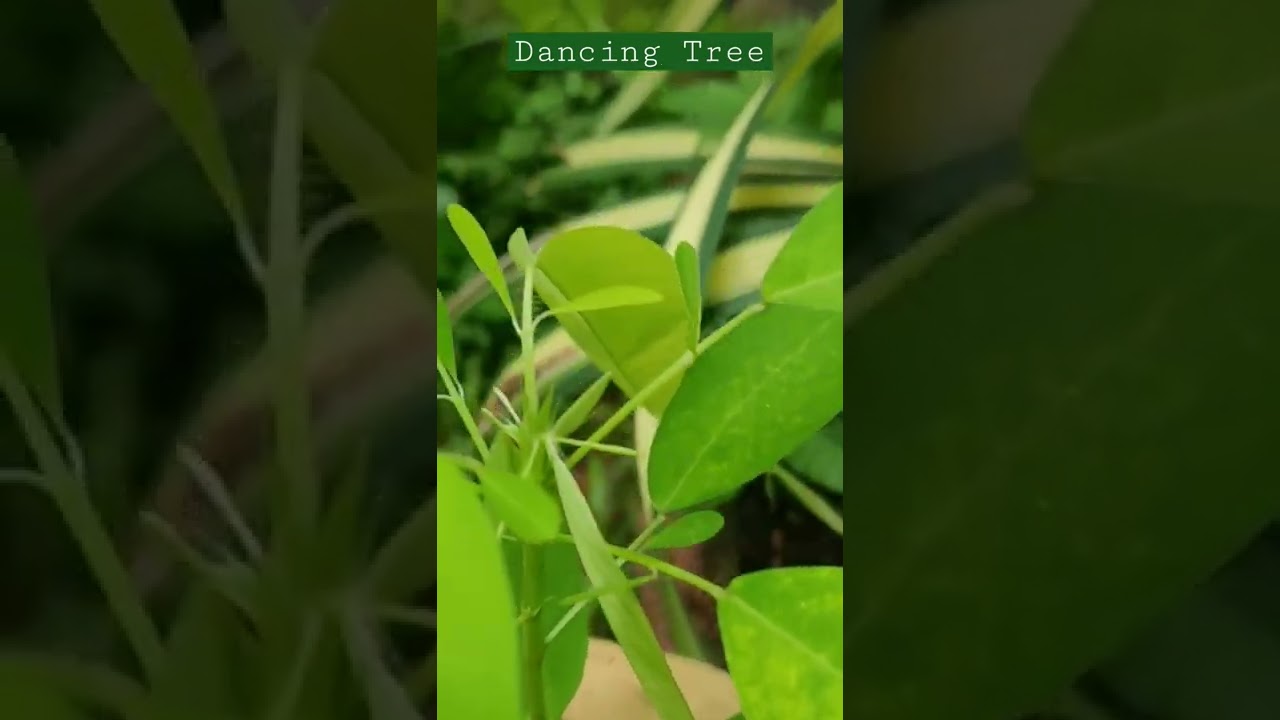Dancing tree 